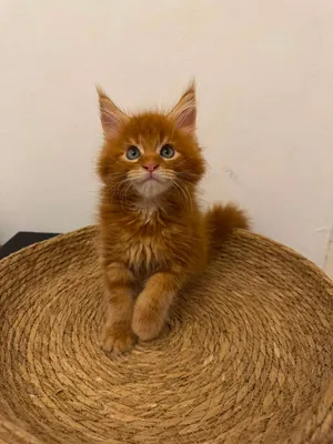 mainecoon kittens
