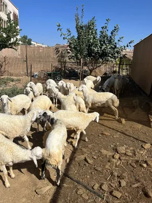 طليان ورخال حرية للبيع