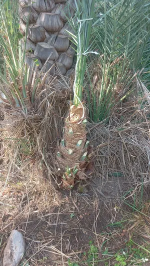 dates  plants available