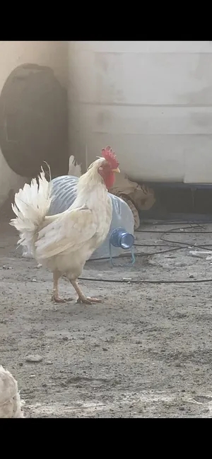 دجاج كويتي ابيض افرك