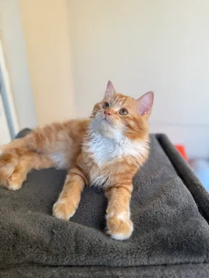 1 YEAR OLD MALE PERSIAN KITTEN AVAILABLE FOR ADOPTION (VACCINATED AND DEWORMED)