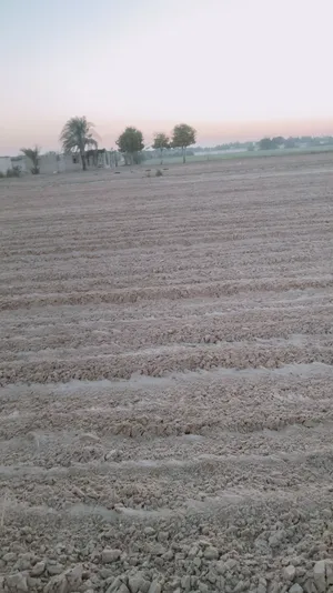 Farm Land for Sale in Beheira Wadi al-Natrun