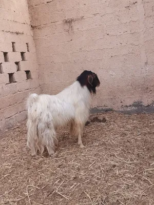 تيس عماني للبيع