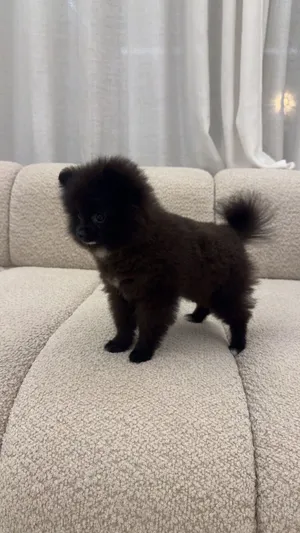 Teacup Pomeranian