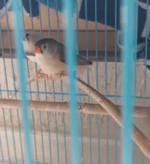 Penguin finches sale