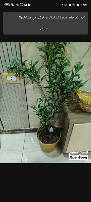 شجرة الزيتون الصناعية
