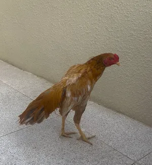 العمر 5 شهور تقريبا