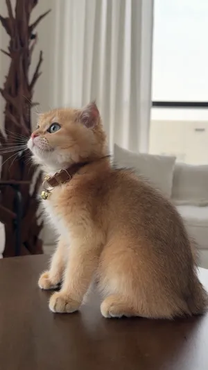 قط ذكر British Golden Chinchilla عمره حوالي الأربع شهور مواليد شهر 4 لعوب ويحب الأطفال والكبار