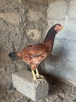 دجاجه جاهزه منتجه