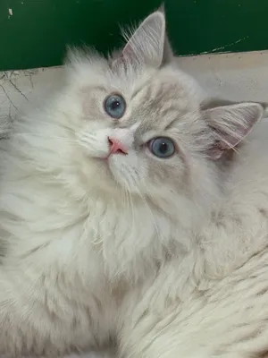 قط راغدول مكس هملايا للبيع Ragdoll × Himalayan Mix Cat for Sale