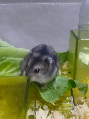 Russian winter white Hamster babies for sale