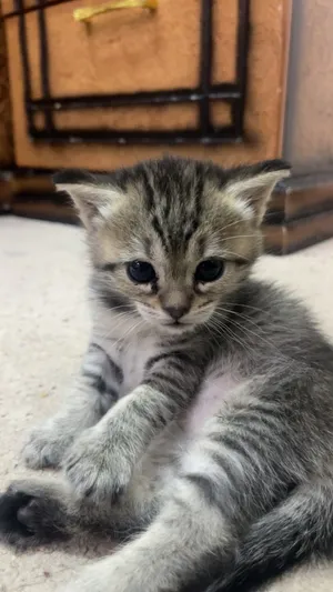 1 month Persian kitten