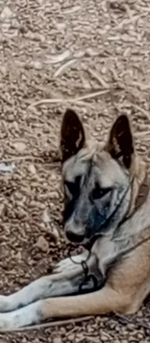 جرو جير مني بندوق عمر 6شهور شرس على الحراسه للبيع