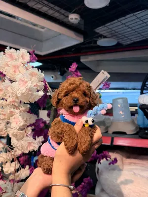 توي بودل Toy poodle
