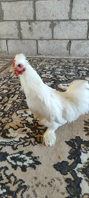 جوز جاج سلطاني