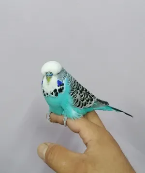 للبيع ذكر بادجي انجليزي اليف