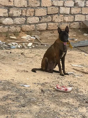 متاح نتاية مالينوا ربي يبارك