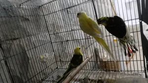 عرض على جوز ببغاء مزامير شغال مع الفرخ وعلى وشك البيض