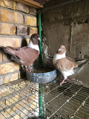 زوج كنك مطاريد الفحل احمر والنثيه اصفر