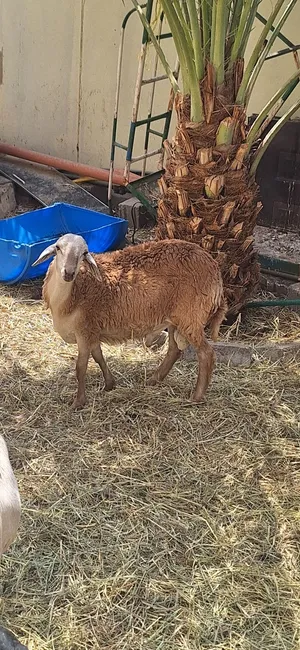 ماشاءالله كبش تهجين نجدي سوداني