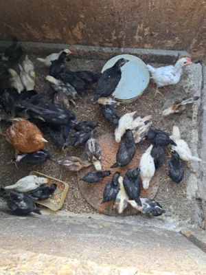 و50 صوص دجاج بلدي عمر شهر بدينار و50 فرخه عمر 3 شهور الوحده ب3 دنانير للبيع في ناعور العدسيه