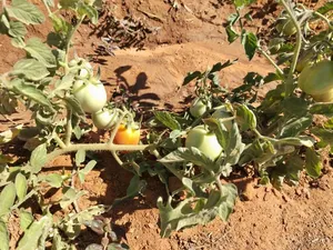 Farm Land for Sale in Khartoum Omdurman