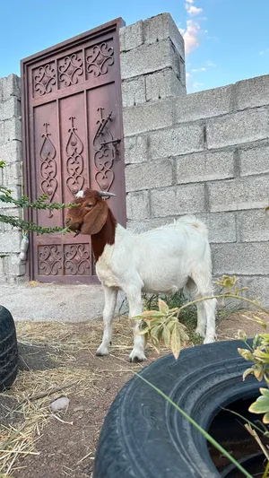 طقم حلال بورقوت