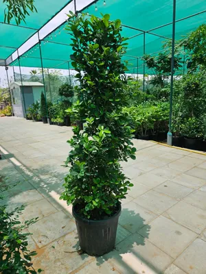 Ficus Tree