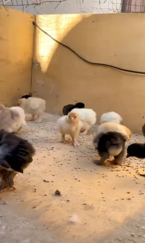 صيصان براهما