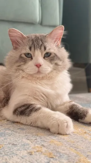 عائلة قطط (ام واب وكيتن 2 ) للبيع family (the mother /father, 2 kittens) for sale !