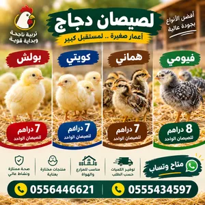 صيصان دجاج كوشن وبولش وكويتى ولوهمان وفيومى اعمار 15 يوم