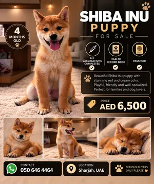 شيبا إينو - Shiba inu