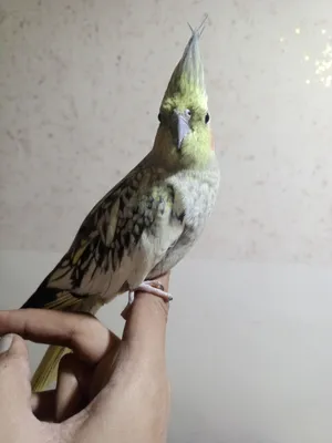 طيره ازبيل اليف جدا لعوبه وشغاله
