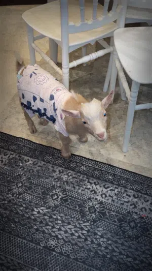 ماعز ذكر بلجيكي