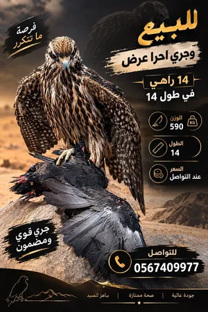 وجري حرار مايتفوت