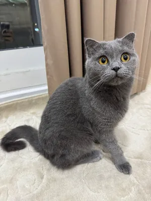 قطط سكوتش فولد مع جواز و تطعيمات with passport Scottish Fold