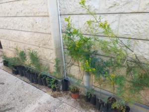 توصيل مجاني شتلات نبات الفيجن او السذاب العطري رائحة نفاذة دائمة الخضرا صيف شتاء .