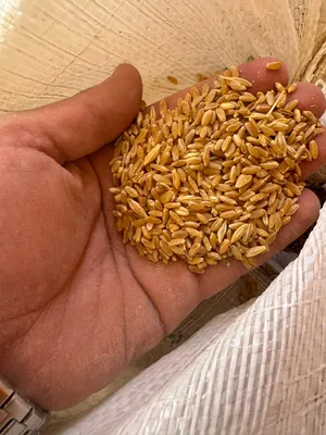 قمح مغربل ع الطحن مباشره كفالة