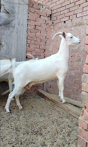 معزة خليط زراييى وشامى