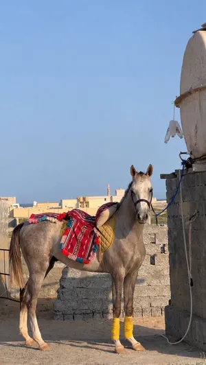 مهر خط جمال