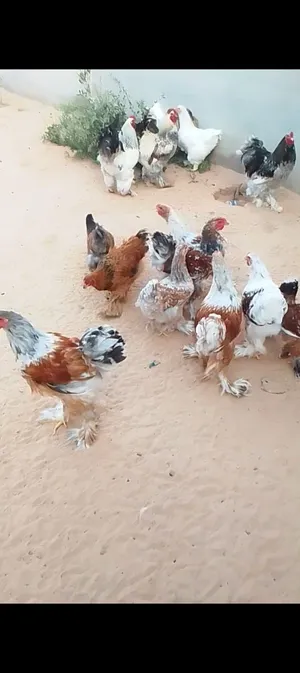 متوفر بيض دجاج برهما ناري وبلاسلن وفولي سلاله ربي يبارك