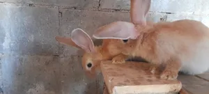 ألماني على بابيون