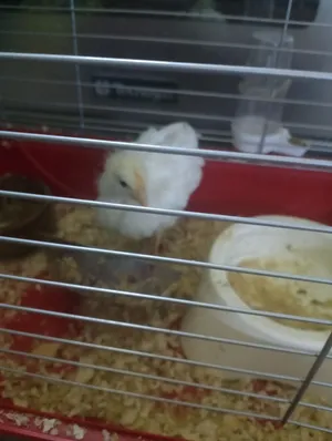 chicken yellow