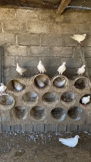 حمام فرنسي لاحم