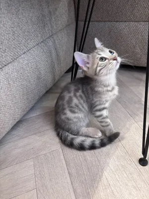 كيتن قط بنغال سلفر