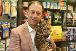 قطط سكوتش فولد للبيع في عمان جمبع الالوان Scottish Fold