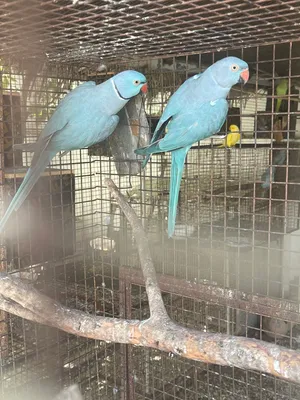 ببغاء الدرة منتجة ونظيفة