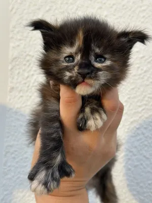 Maine Coon kitten polidactle vaccinated and macrochiped