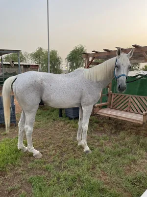 حصان عربي خصي