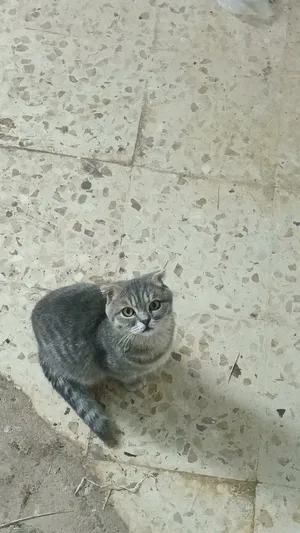سكوتش فولد عمر اربع شهور